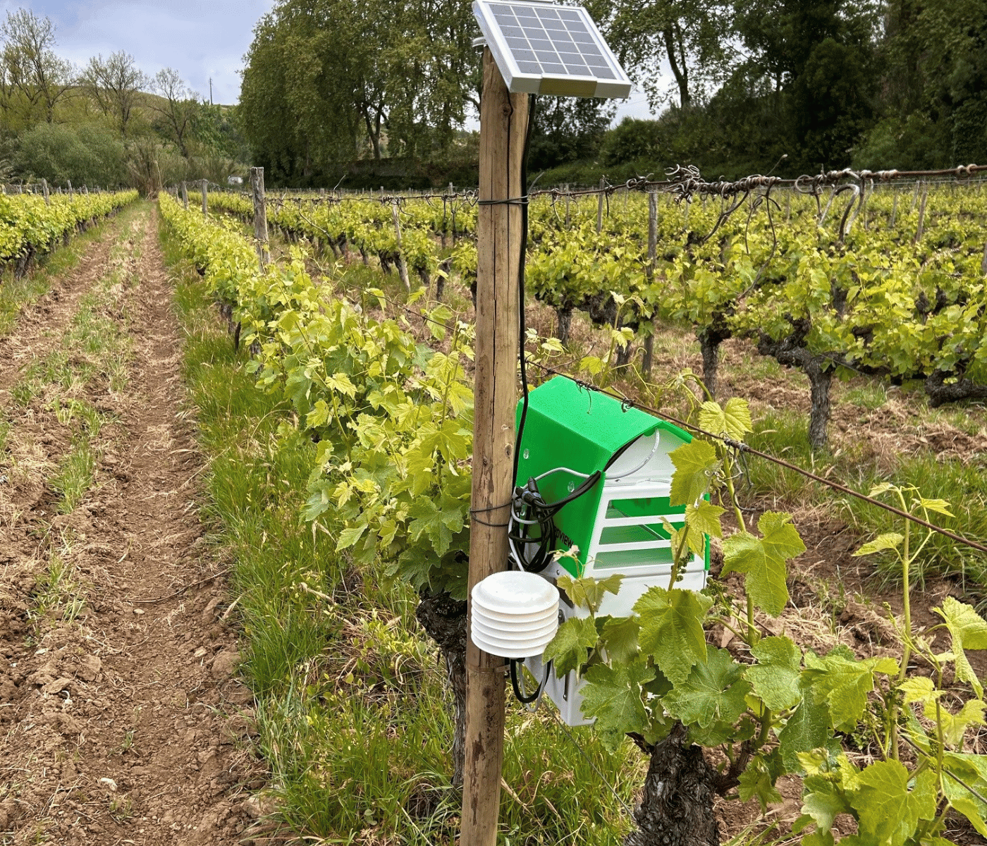 A proper SLIT SC trap trap installation on the field - Trapview.