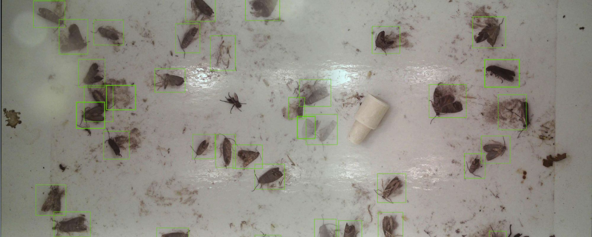 Codling moth catchs - marked green.