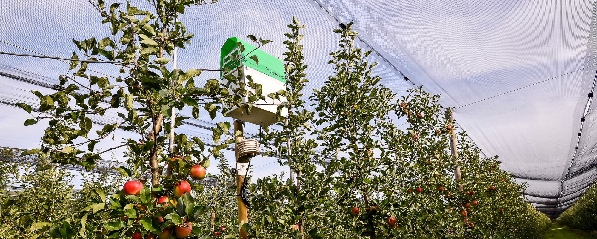 Trapview SLIT SC trap in apple orchard.