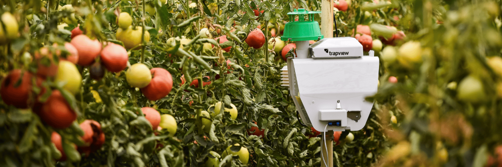 Trapview FUNNEL 2 SC automated trap in tomatoes for pest monitoring and forecasting.