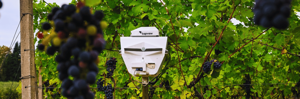 Trapview Automated Trap WING 2 SC for pest monitoring and forecasting in vineyard, for grapes.