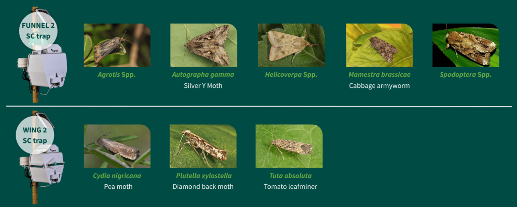 Trapview monitoring in vegetables: Tuta absoluta (Tomato leafminer), Plutella xylostella (Diamond back moth), Autographa gamma (Silver Y Moth), Mamestra brassicae (Cabbage armyworm), Helicoverpa spp., Spodoptera Spp. (armyworms), Agrotis Spp. (cutworms), Cydia nigricana (Pea moth) Traps: WING 2 SC, FUNNEL 2 SC.