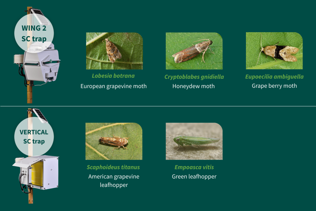 Trapview is mornitoring Lobesia botrana (European grapevine moth), Cryptoblabes gnidiella (Honeydew moth) and Eupoecilia ambiguella (Grape berry moth) with WING 2 SC trap, Scaphoideus titanus (American grapevine leafhopper) and Empoasca vitis with VERTICAL SC trap in GRAPES.