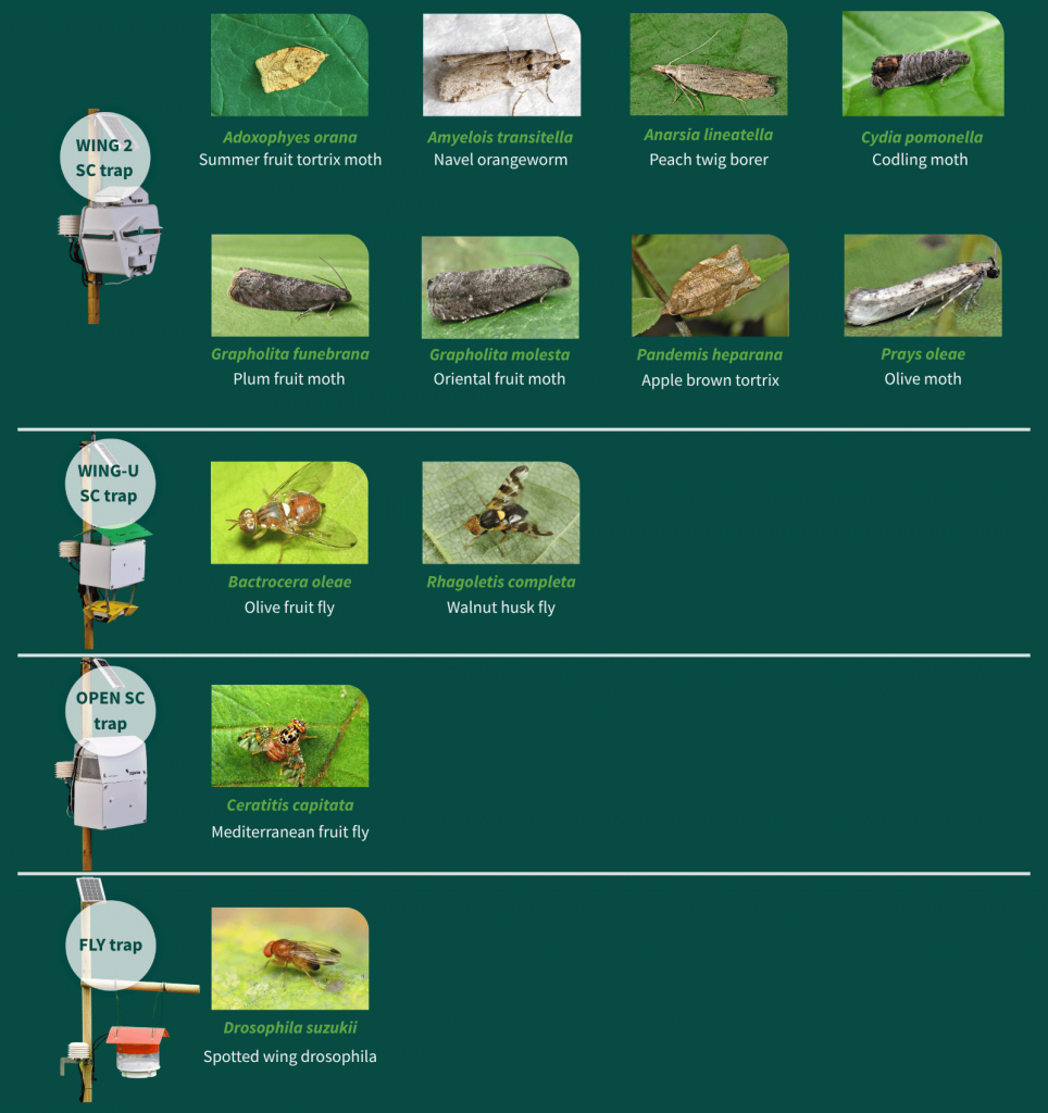 Trapview monitoring pests in Orchards: Cydia pomonella (Codling moth), Bactrocera oleae (Olive fruit fly), Ceratitis capitata (Mediterranean fruit fly), Drosophila suzukii (Spotted wing drosophila), Amyelois transitella (Navel orangeworm), Adoxophyes orana (Summer fruit tortrix moth), Pandemis heparana (Apple brown tortrix), Grapholita molesta (Oriental fruit moth), Rhagoletis completa (Walnut husk fly), Prays oleae (Olive moth), Grapholita funebrana (Plum fruit moth), Anarsia lineatella (Peach twig borer) wint smart automated TrapviewTraps: OPEN SC, DELTA standard, WING_U SC, WING 2 SC.