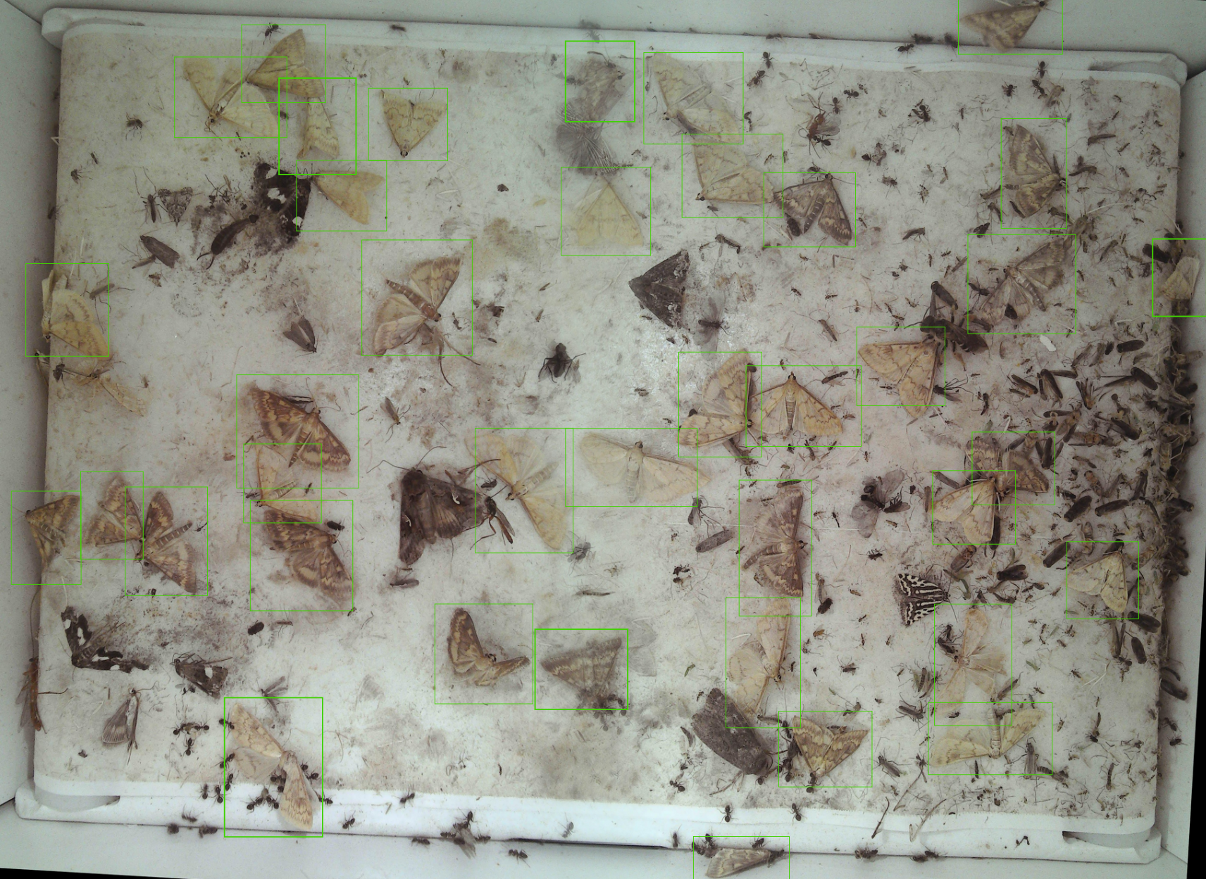 Catches of Ostrinia nubilalis – marked in green squares